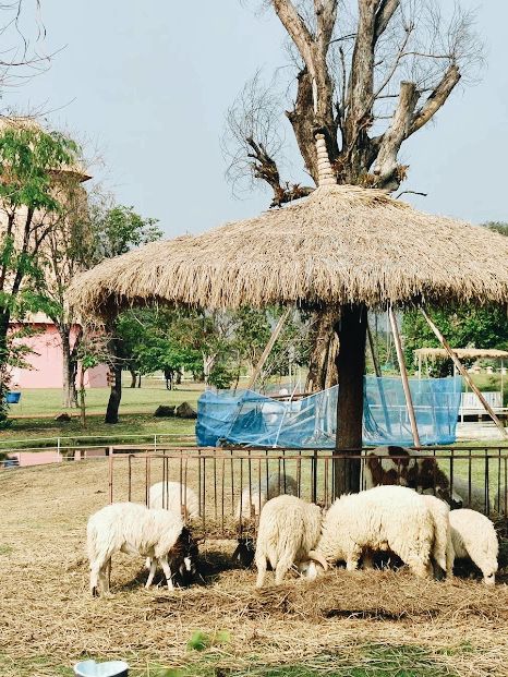 Dutch Farm เชียงใหม่