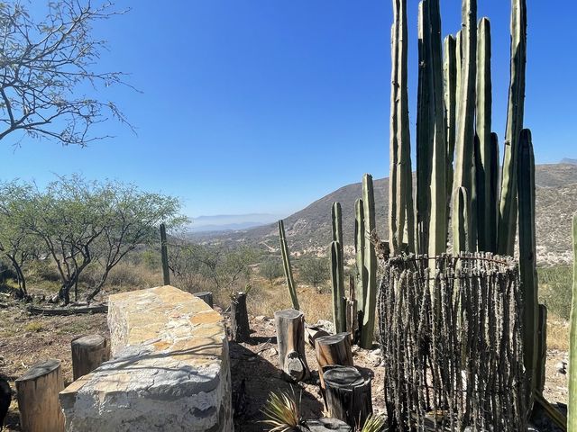 El Olivo🌵 Eco Olivo