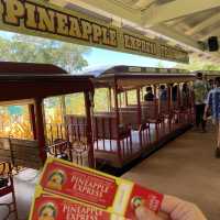 pineapples galore at the dole plantation