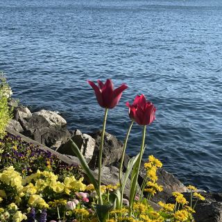 Швейцарский сезон цветов 🌷