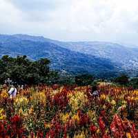 Flower Farm in Cebu City, Philippines