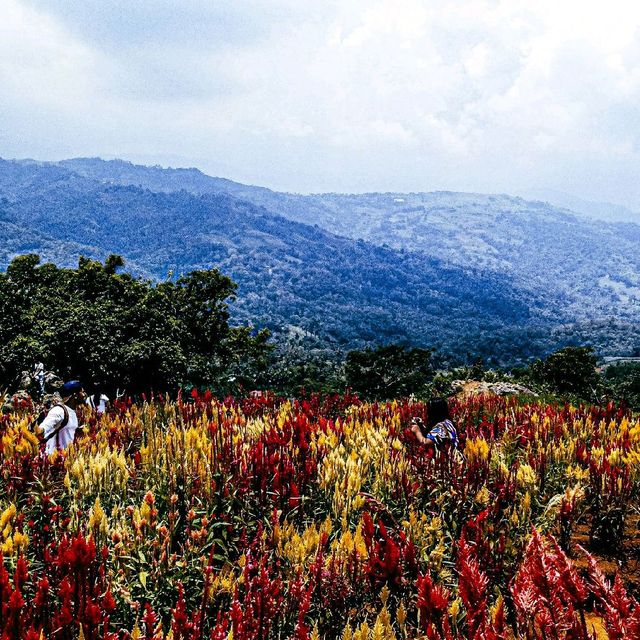 Flower Farm in Cebu City, Philippines