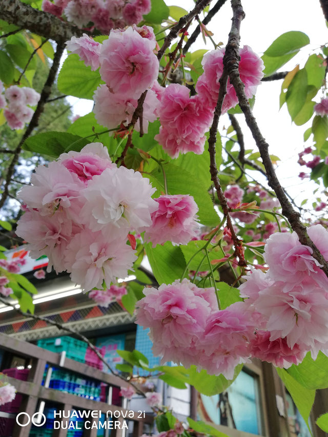 阿里山