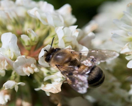 Saturday in the Gardens: Bees | UF/IFAS Extension, Lake County