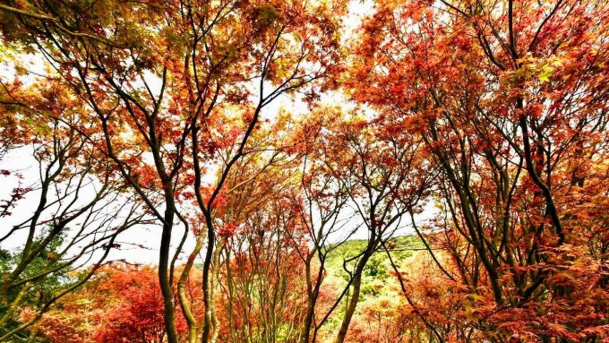 【2025台灣楓葉季】台北人氣賞楓景點推介：陽明山國家公園、汐芷洪北殿、台北奥万大、大安森林公園、台北植物園 | 台北