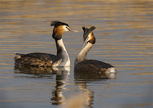 Wildlife Walk: Wetland Birds | Attenborough Nature Centre