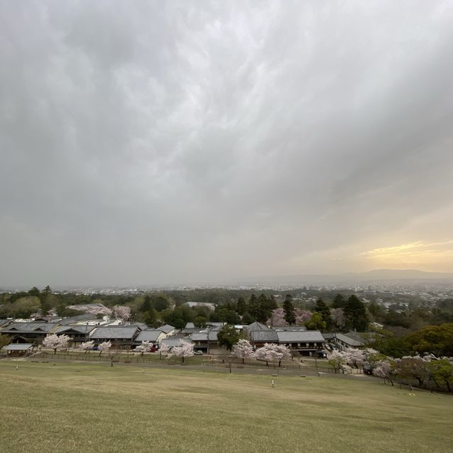 桜映える🌸春の奈良公園と若草山を楽しもう！