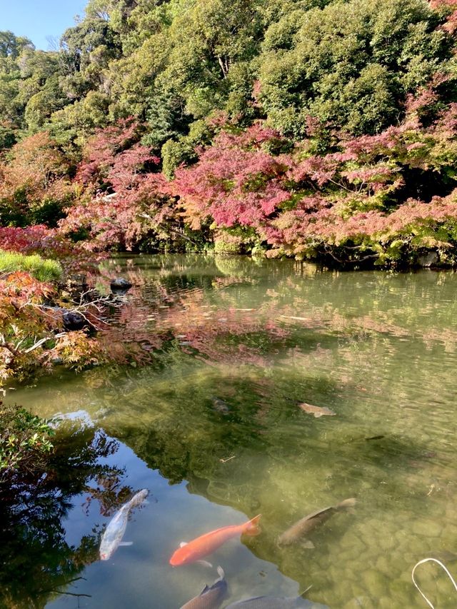 山口県🍁これからの時期が1番オススメ！紅葉スポット🍁【長府庭園】