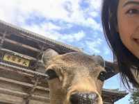 好想去日本！世界文化遺產：奈良東大寺～還有好多可愛的🦌