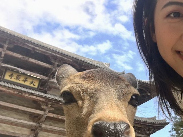 好想去日本！世界文化遺產：奈良東大寺～還有好多可愛的🦌