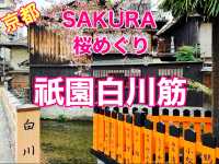 京都　KYOTO SAKURAめぐり❗️祇園白川の桜に感動❗️