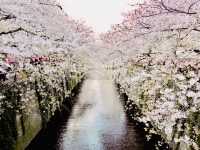 目黑川櫻花 - 沿途與你有過一幀風景