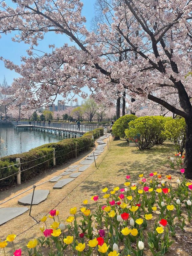 김해 벚꽃 명소