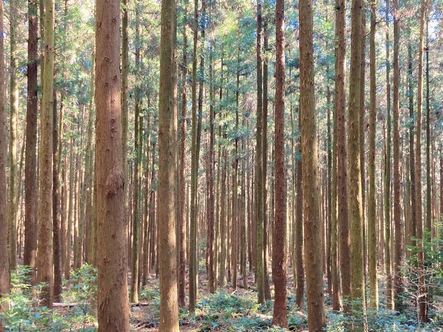 꼭 가봐야 할 제주도 숲길 “사려니숲길” 🌿