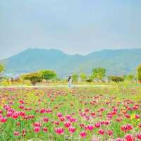 [분홍빛 튤립이 가득한 양산, 황산공원🌷]