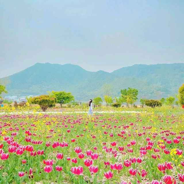 [분홍빛 튤립이 가득한 양산, 황산공원🌷]