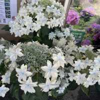 【神奈川】紫陽花を見ながら電車の旅