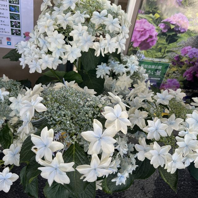 【神奈川】紫陽花を見ながら電車の旅