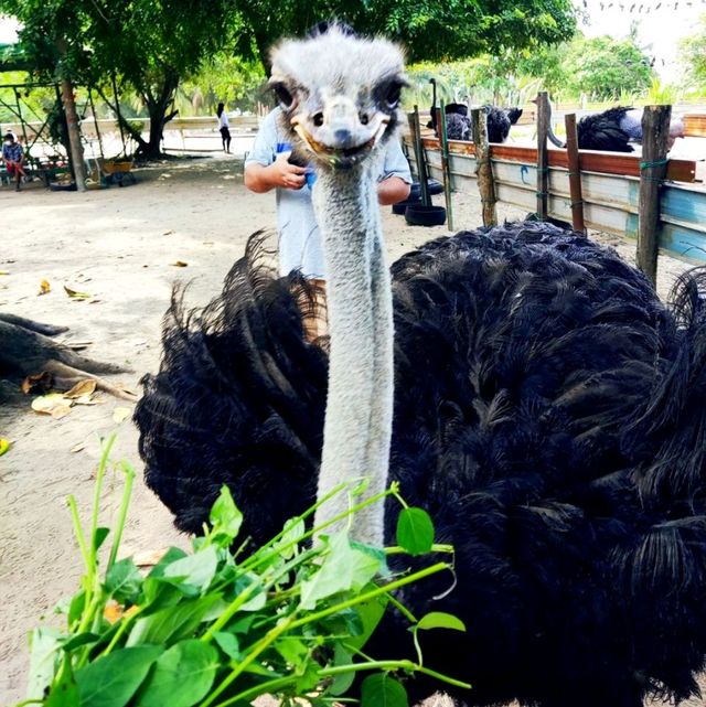 Desaru Ostrich Farm