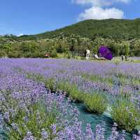 สวนลาเวนเดอร์ 부산라벤더팜