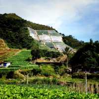 The Town Of Cameron Highlands