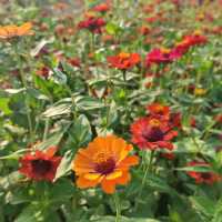 Red Riverside Flower Garden