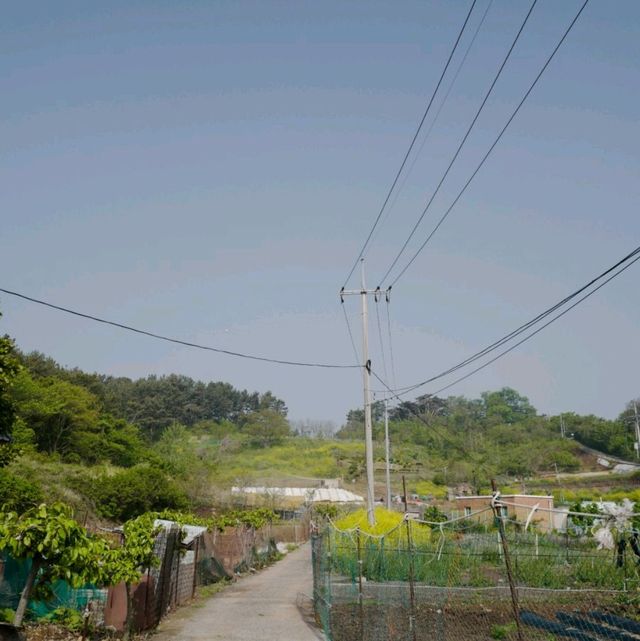 고대도 각시당, 당산 피크닉