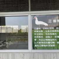 甲鳥園 親近可愛鴨鴨 乾淨 輕鬆的 養鴨農場
