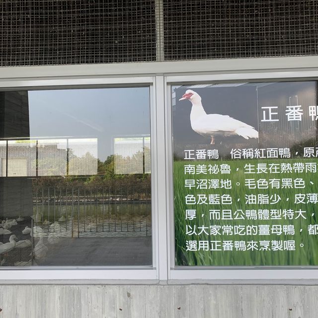 甲鳥園 親近可愛鴨鴨 乾淨 輕鬆的 養鴨農場
