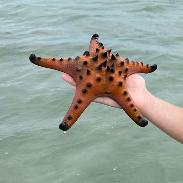 Starfish & Sealife