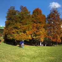 大湖公園落羽松紅了//滿滿拍照人潮