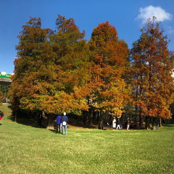 大湖公園落羽松紅了//滿滿拍照人潮