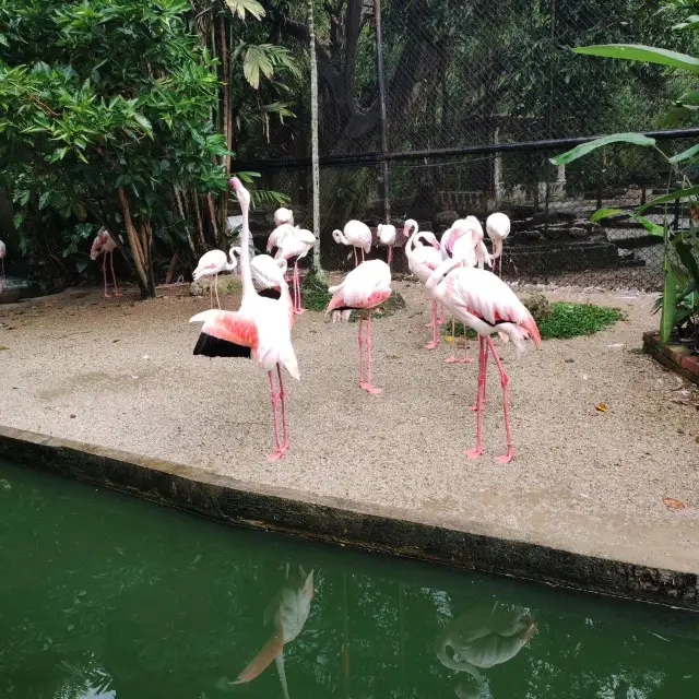 Penang Bird Park visit during weekend