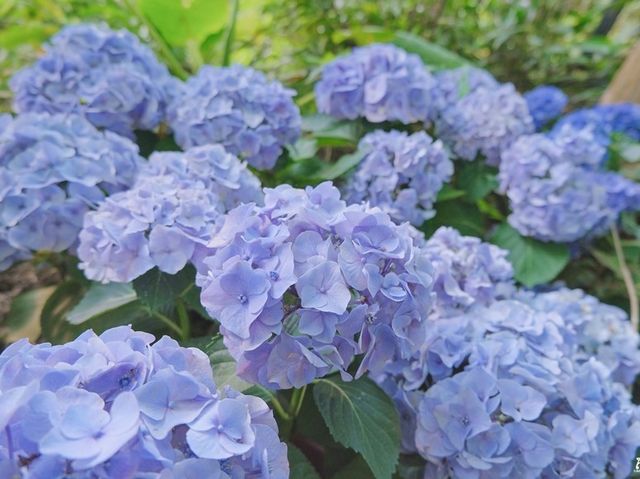 夏天來一碗彩虹粉粿冰吧！走進莫內畫中的世界，苗栗卓也小屋