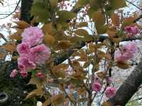 京都　KYOTO SAKURAめぐり❗️祇園白川の桜に感動❗️