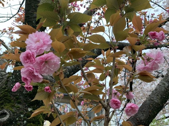 京都　KYOTO SAKURAめぐり❗️祇園白川の桜に感動❗️