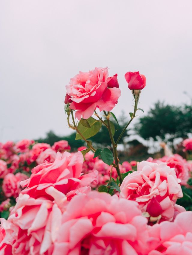 인생샷 가득 서울 장미 명소🌹