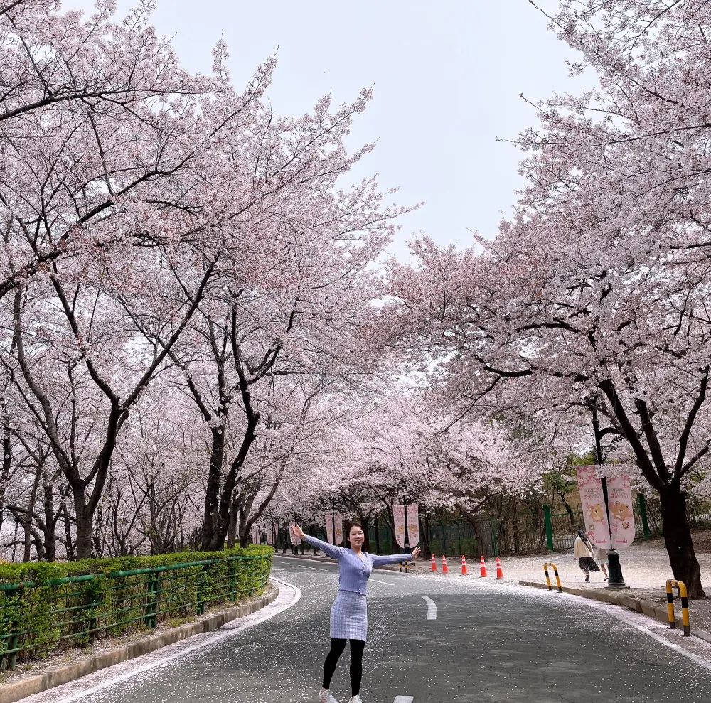 이월드에서 벚꽃 구경 실컷 하고 왔어요❤️