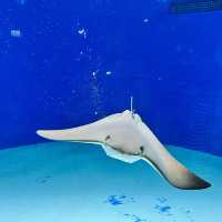 X Park 水族管 