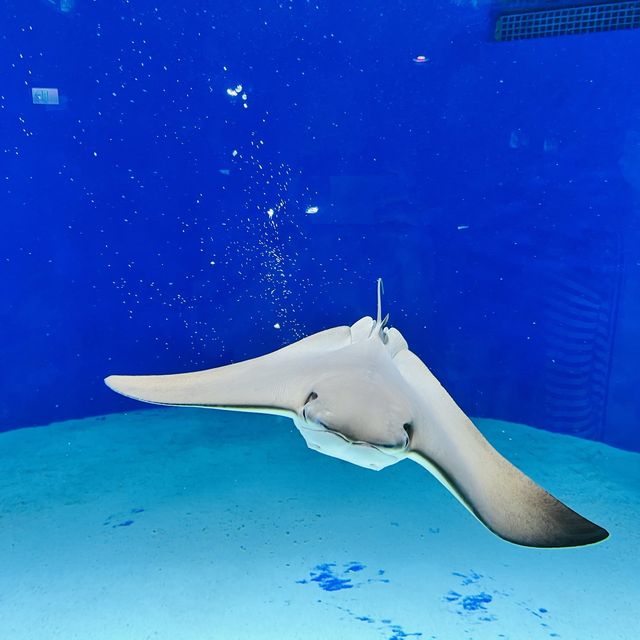 X Park 水族管 
