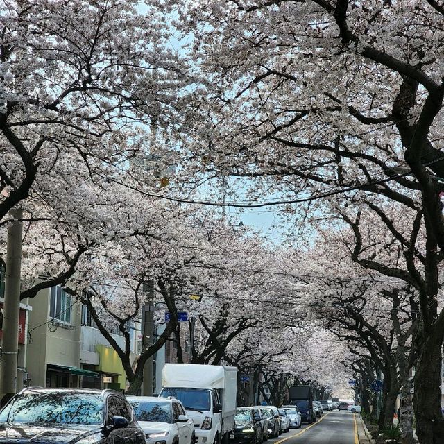 🌸 제주시벚꽃명소 전농로