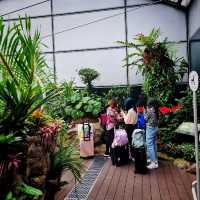 Butterfly Garden In An Airport