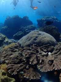Manta Ray and coral reef at Nusa Lembongan 