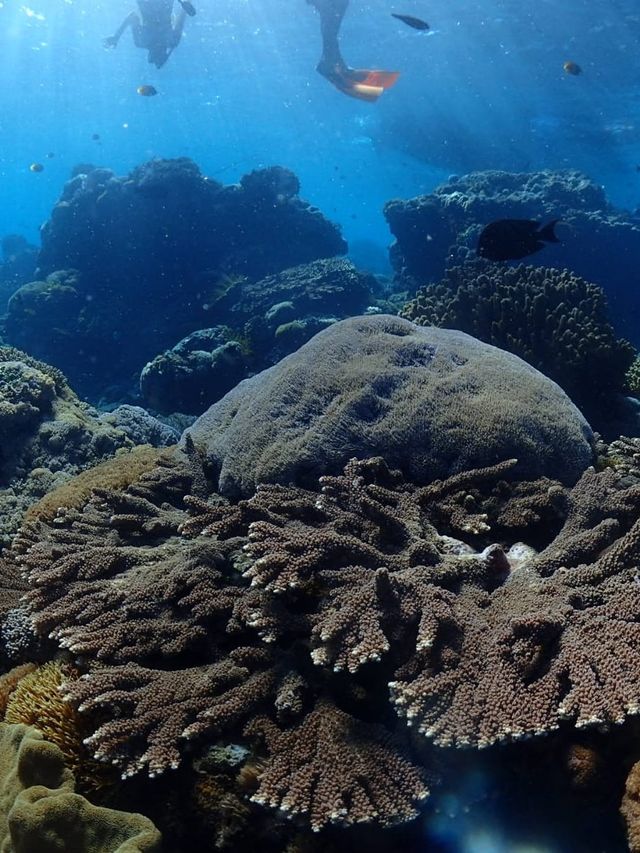 Manta Ray and coral reef at Nusa Lembongan 