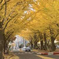 黄金色の道😊北海道大学イチョウ並木