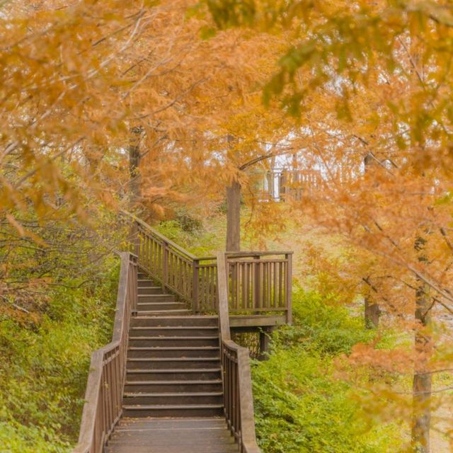 🧡주황빛으로 물든 부산에서 가장 가을다운곳 [부산, 기장용소웰빙공원]