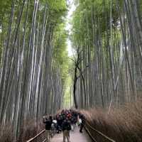 嵐山 竹林之道
