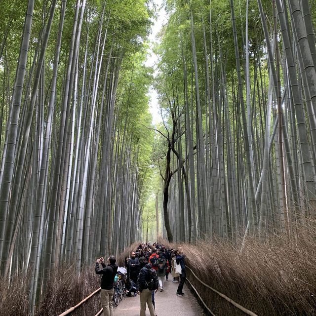 嵐山 竹林之道