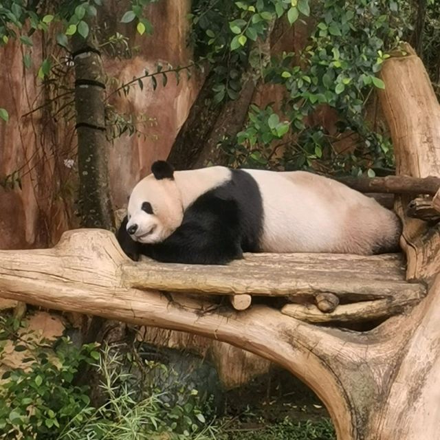 Istana Panda Taman safari Indonesia Bogor.