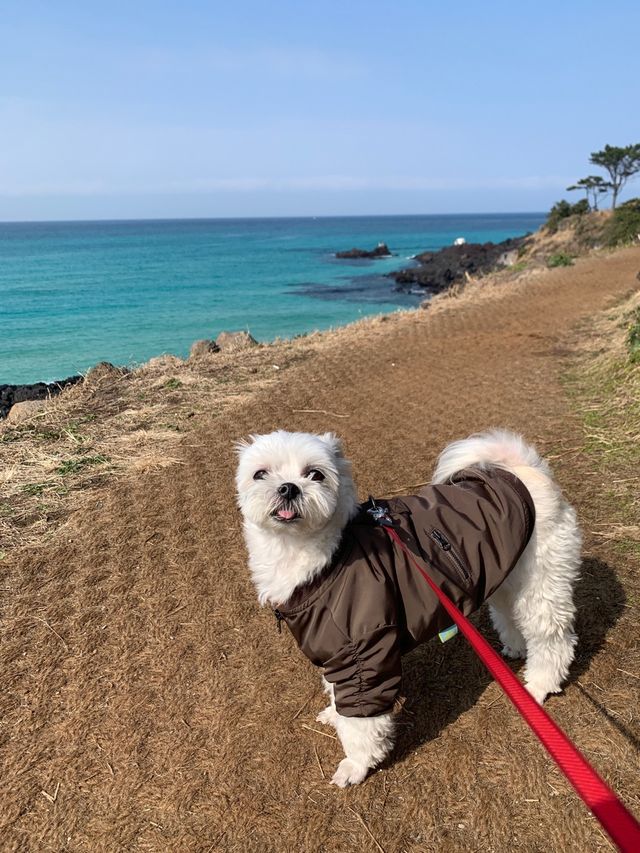 🍊제주 애견동반 가능한 바다뷰 카페 애월더선셋 🍊